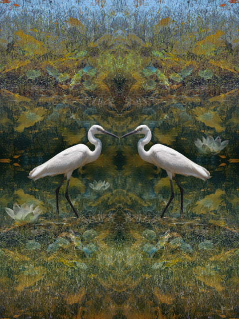 Wetlands Egrets